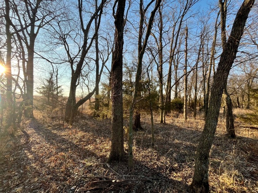This is sneaky thick hunting property loaded with great habitat - photo 30