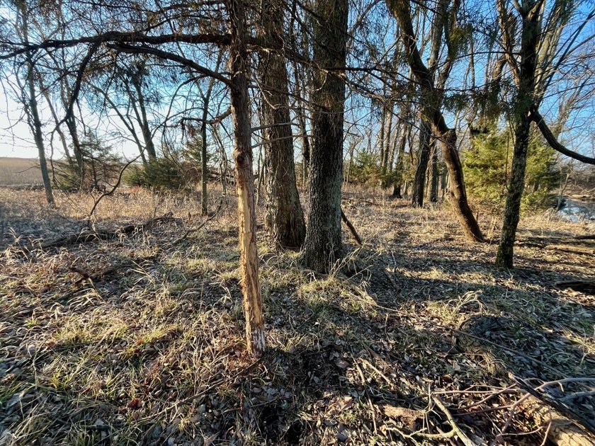 This is sneaky thick hunting property loaded with great habitat - photo 32