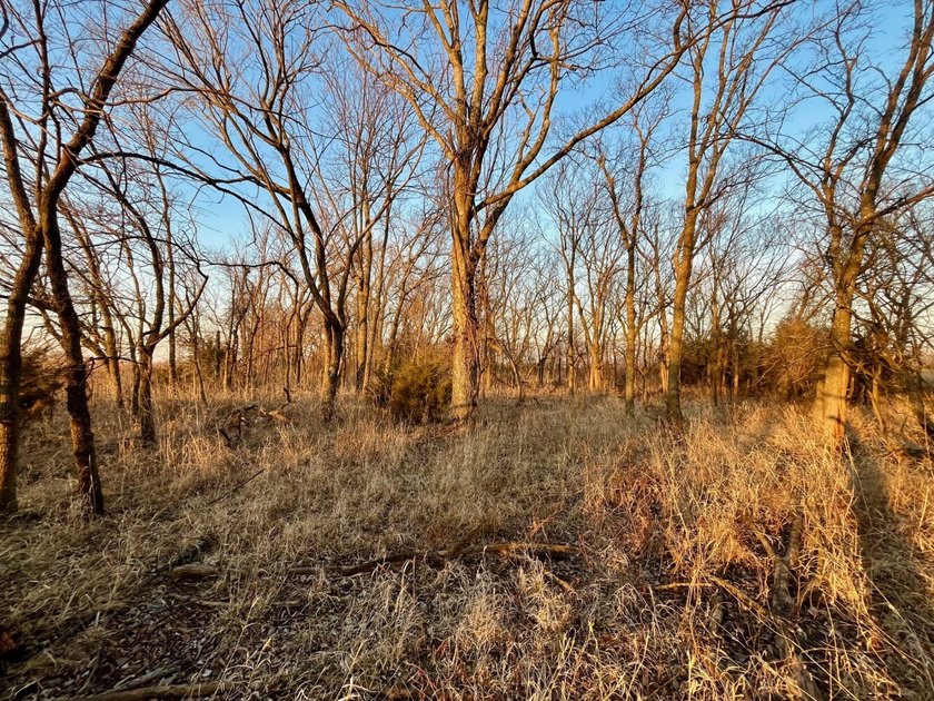 This is sneaky thick hunting property loaded with great habitat - photo 44