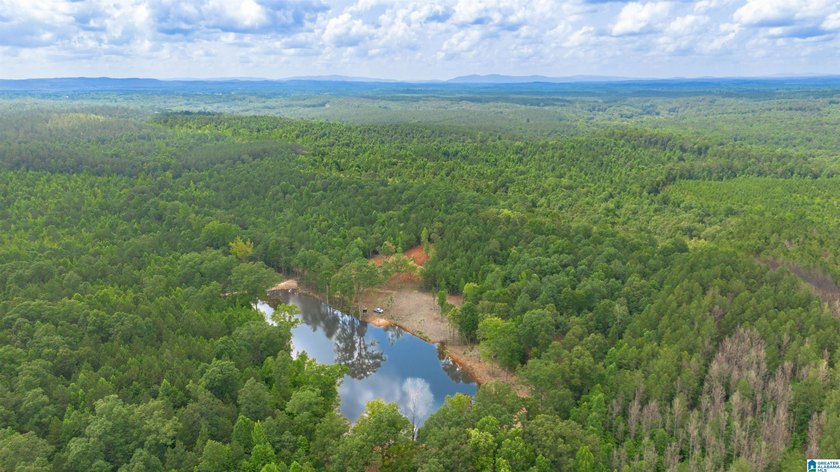 Getting lost in the woods sounds a lot better when you own all - photo 13