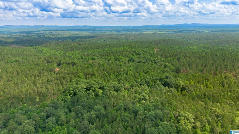 Getting lost in the woods sounds a lot better when you own all - photo 15