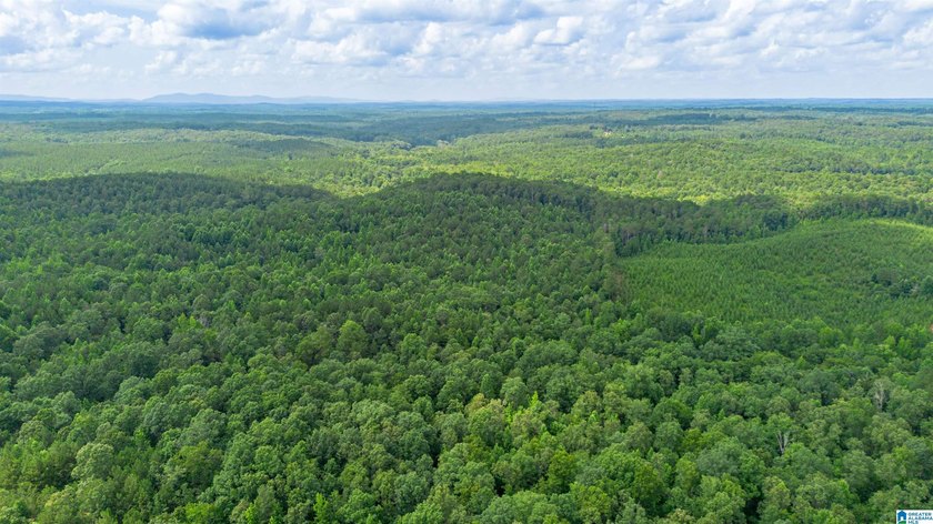 Getting lost in the woods sounds a lot better when you own all - photo 17
