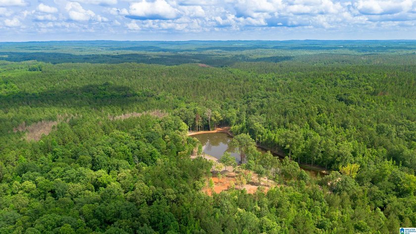Getting lost in the woods sounds a lot better when you own all - photo 18