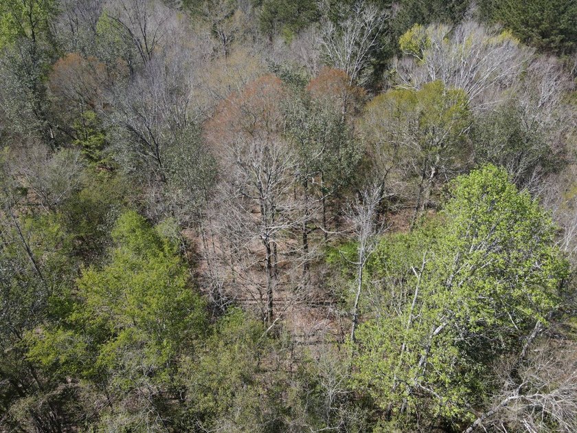 WELCOME TO THE SIMPSON 56-A PINOLA PRIVACY TRACT! This 56+/- - photo 13