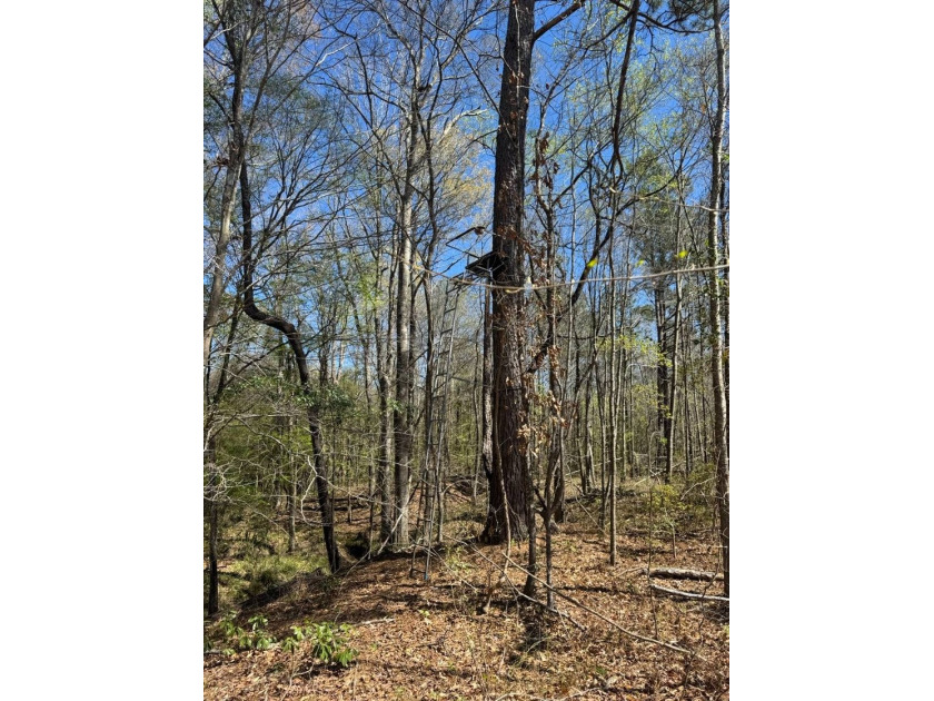 WELCOME TO THE SIMPSON 56-A PINOLA PRIVACY TRACT! This 56+/- - photo 17