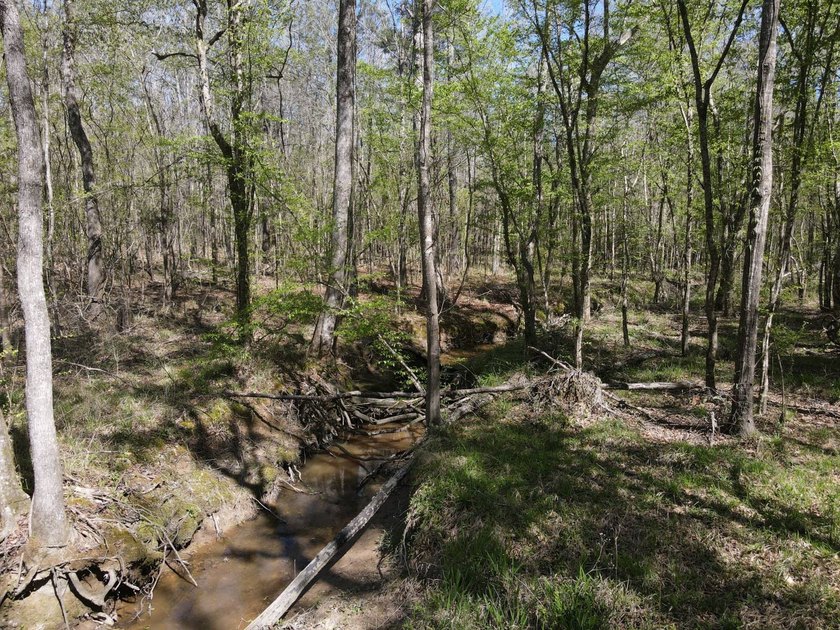 WELCOME TO THE SIMPSON 56-A PINOLA PRIVACY TRACT! This 56+/- - photo 22