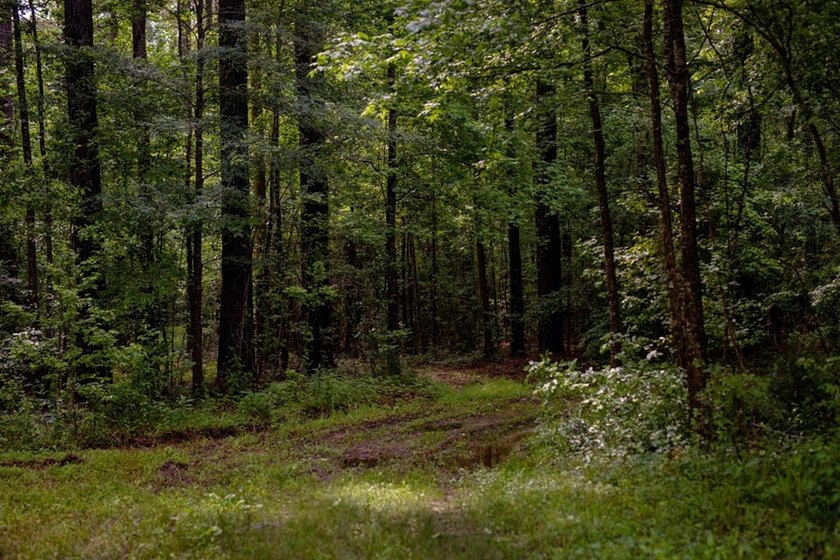 Hunting land for sale in Claiborne County, Mississippi. This - photo 23