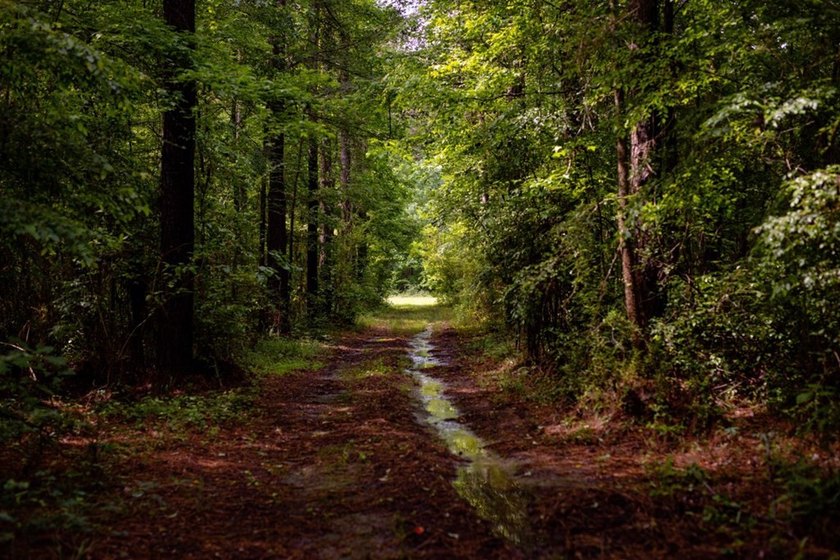 Hunting land for sale in Claiborne County, Mississippi. This - photo 24