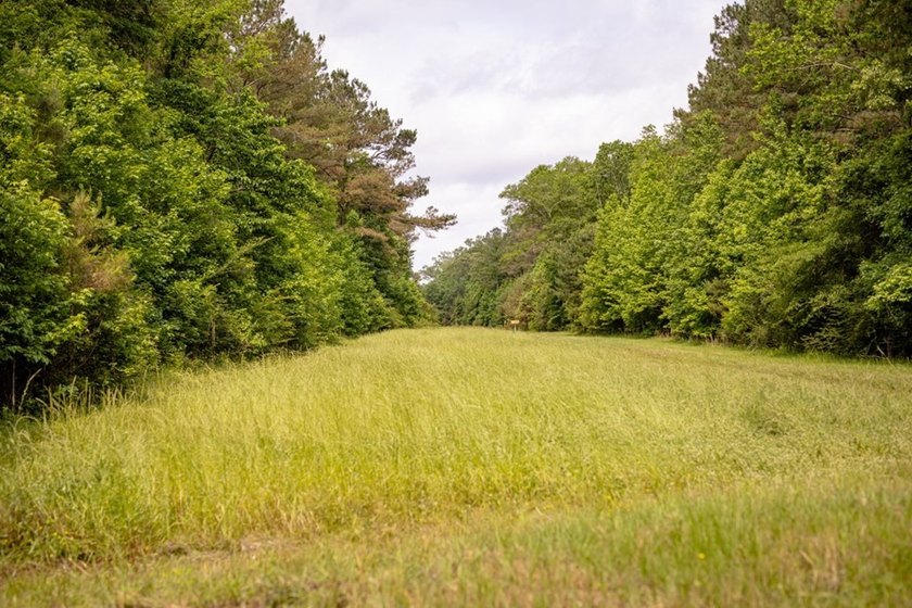 Hunting land for sale in Claiborne County, Mississippi. This - photo 26