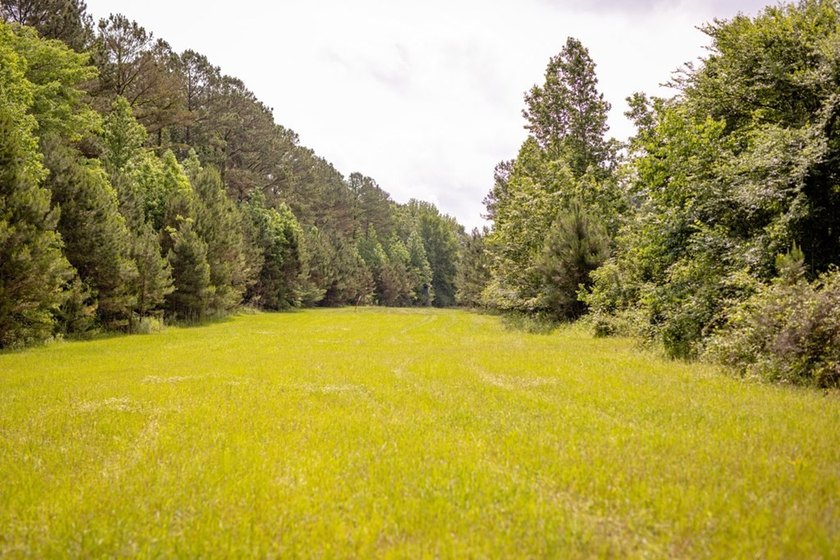 Hunting land for sale in Claiborne County, Mississippi. This - photo 27