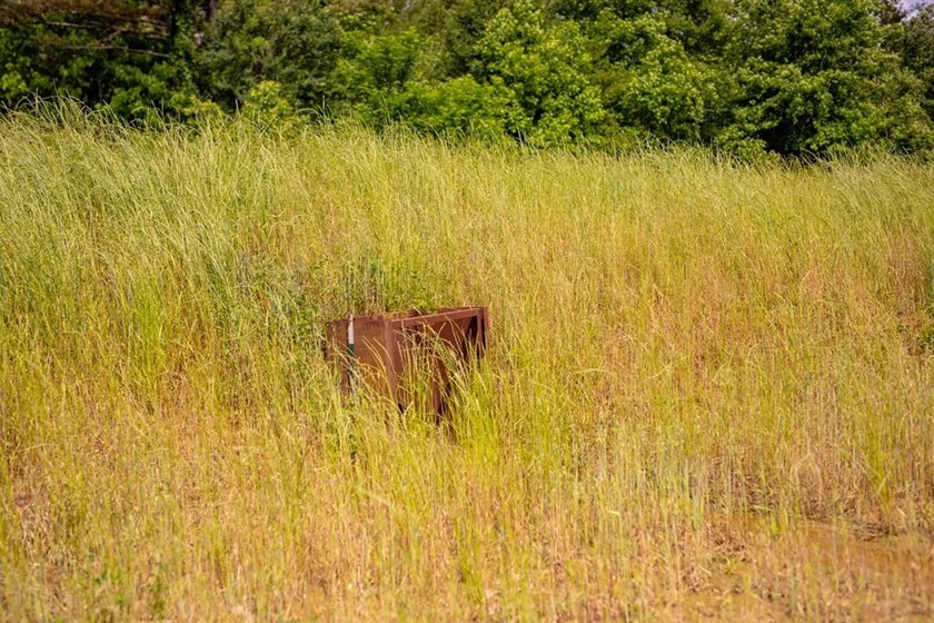 Hunting land for sale in Claiborne County, Mississippi. This - photo 29
