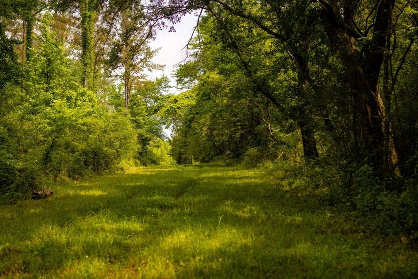 Hunting land for sale in Claiborne County, Mississippi. This - photo 31