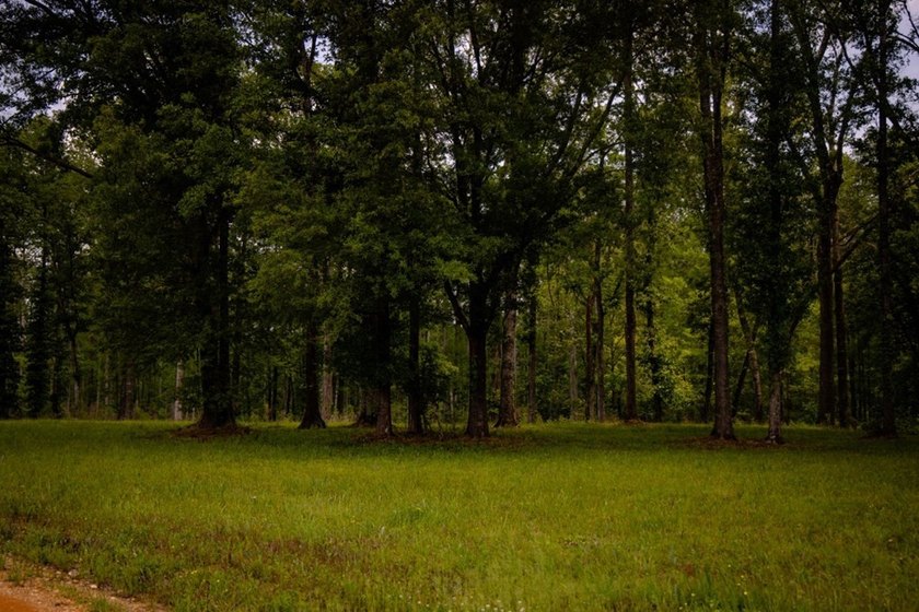 Hunting land for sale in Claiborne County, Mississippi. This - photo 41