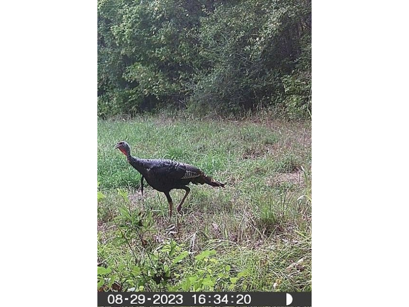 Hunting land for sale in Claiborne County, Mississippi. This - photo 47
