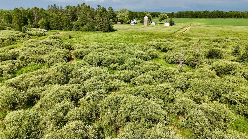 35+ acres of recreational parcel located just east of Deerbrook - photo 13