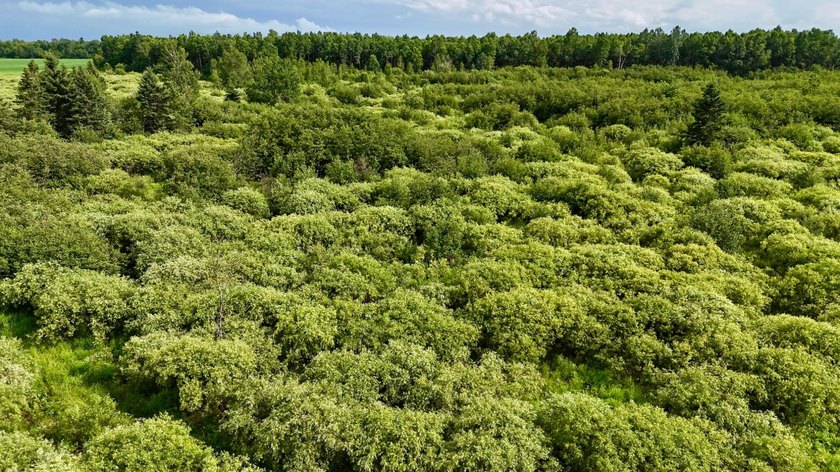 35+ acres of recreational parcel located just east of Deerbrook - photo 14