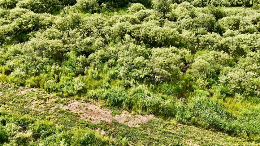 35+ acres of recreational parcel located just east of Deerbrook - photo 15