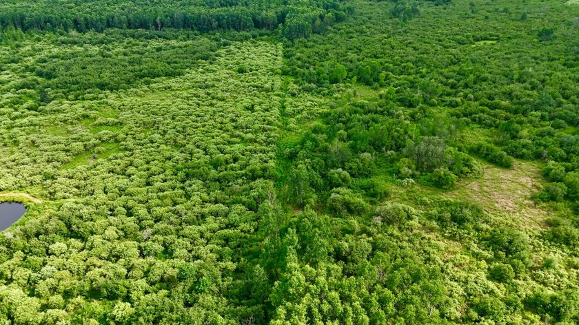 35+ acres of recreational parcel located just east of Deerbrook - photo 17