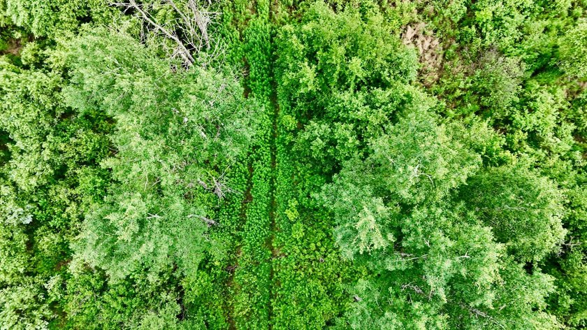 35+ acres of recreational parcel located just east of Deerbrook - photo 18