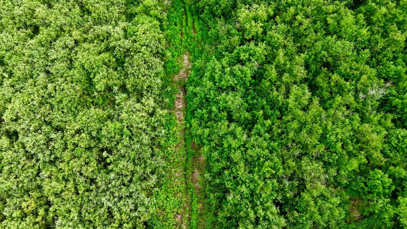 35+ acres of recreational parcel located just east of Deerbrook - photo 20