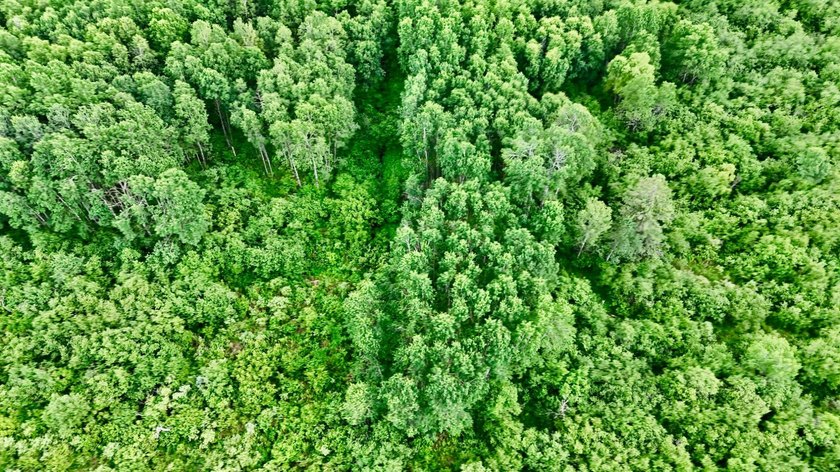 35+ acres of recreational parcel located just east of Deerbrook - photo 21
