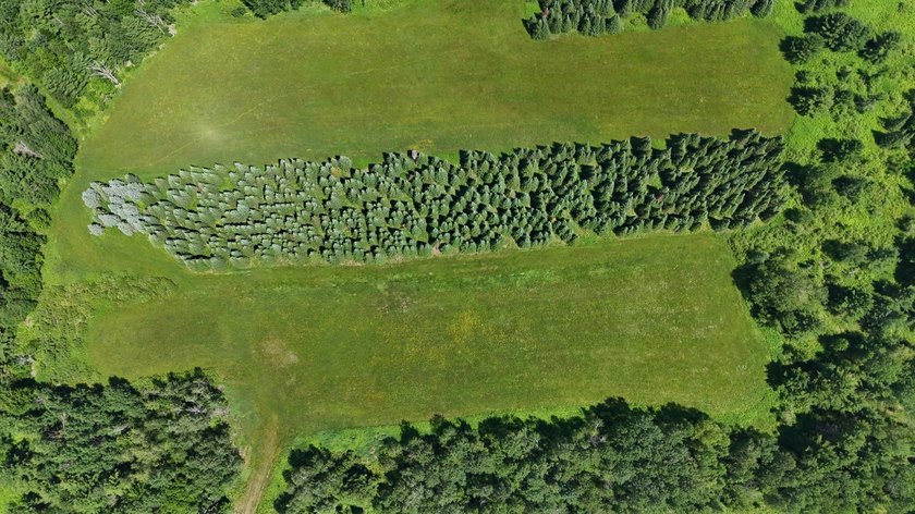 Beautiful 40-acre parcel offering a unique mix of mature pines - photo 11