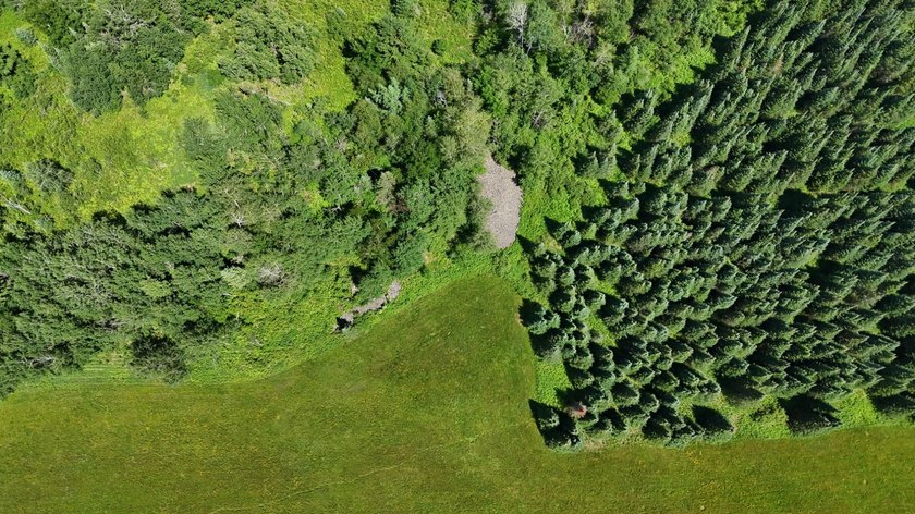 Beautiful 40-acre parcel offering a unique mix of mature pines - photo 12