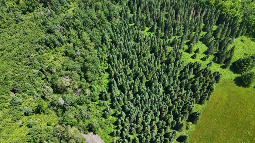 Beautiful 40-acre parcel offering a unique mix of mature pines - photo 13