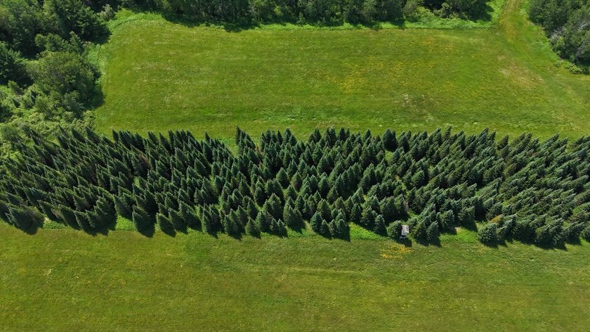 Beautiful 40-acre parcel offering a unique mix of mature pines - photo 14