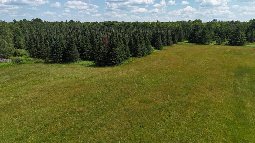 Beautiful 40-acre parcel offering a unique mix of mature pines - photo 15