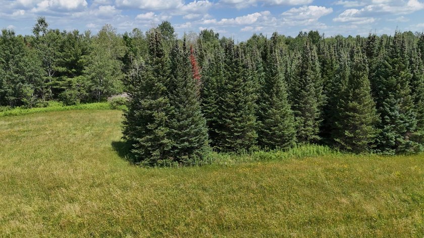 Beautiful 40-acre parcel offering a unique mix of mature pines - photo 16