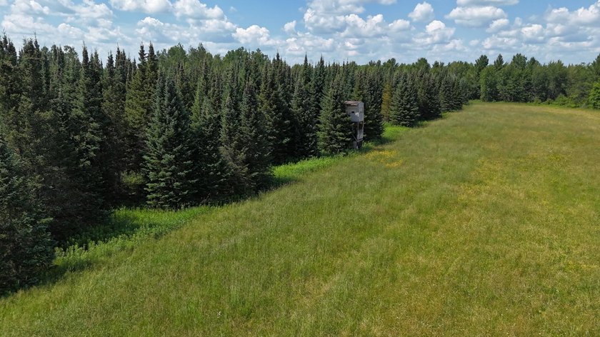 Beautiful 40-acre parcel offering a unique mix of mature pines - photo 17