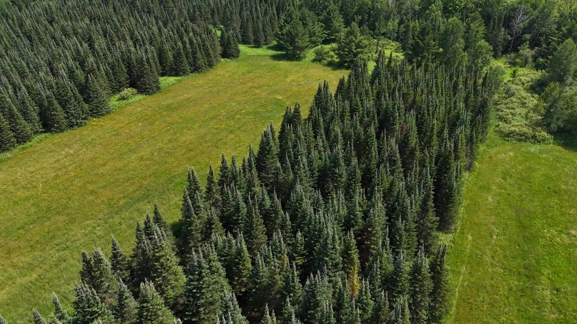 Beautiful 40-acre parcel offering a unique mix of mature pines - photo 18