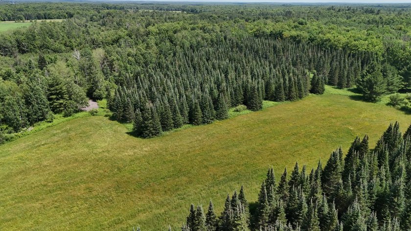 Beautiful 40-acre parcel offering a unique mix of mature pines - photo 19