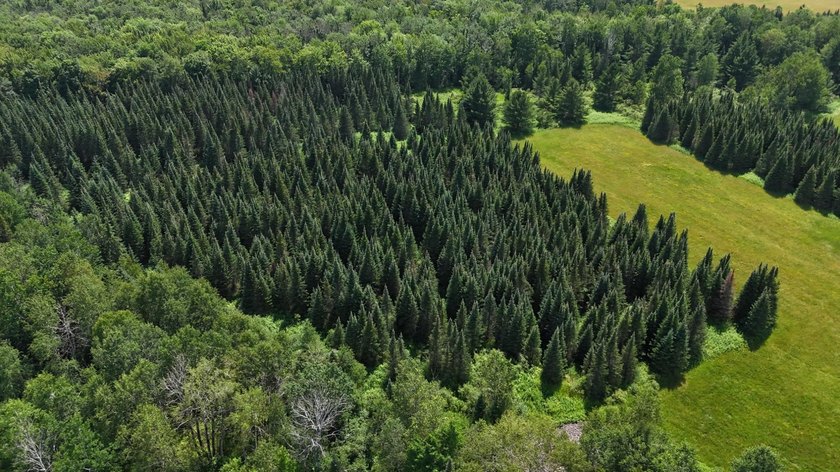 Beautiful 40-acre parcel offering a unique mix of mature pines - photo 21
