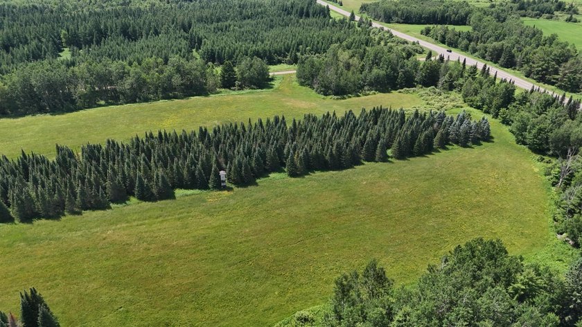 Beautiful 40-acre parcel offering a unique mix of mature pines - photo 22