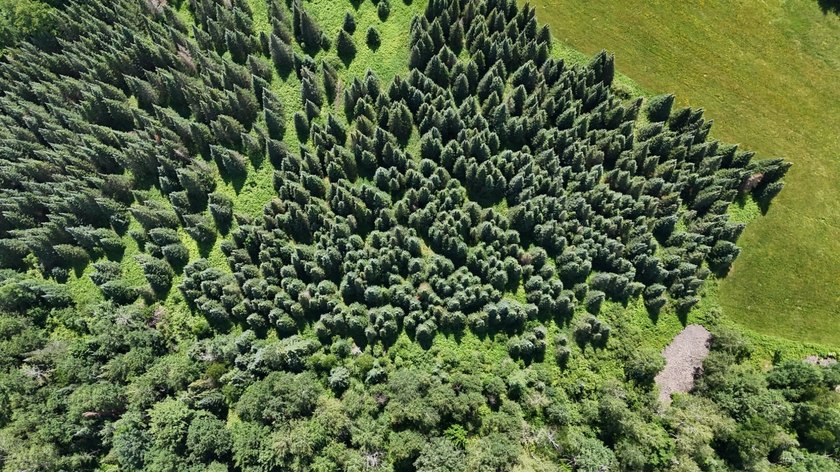 Beautiful 40-acre parcel offering a unique mix of mature pines - photo 24