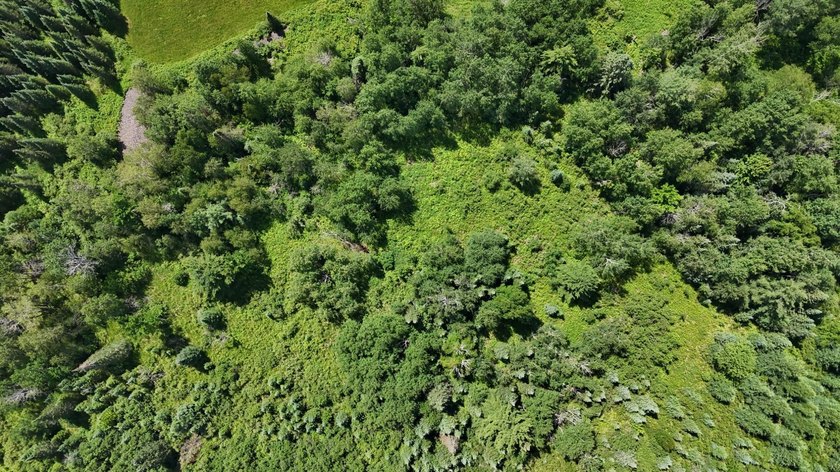 Beautiful 40-acre parcel offering a unique mix of mature pines - photo 25