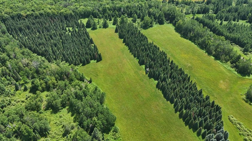 Beautiful 40-acre parcel offering a unique mix of mature pines - photo 26