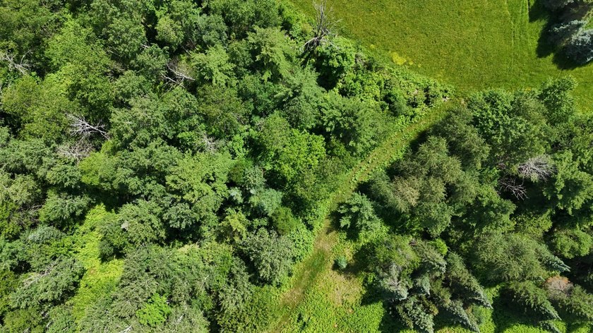 Beautiful 40-acre parcel offering a unique mix of mature pines - photo 30