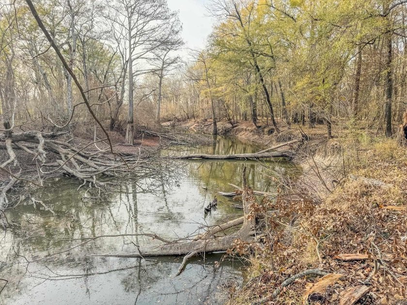 Flooding Timber and Habitat on the L'Anguille River. In the - photo 22