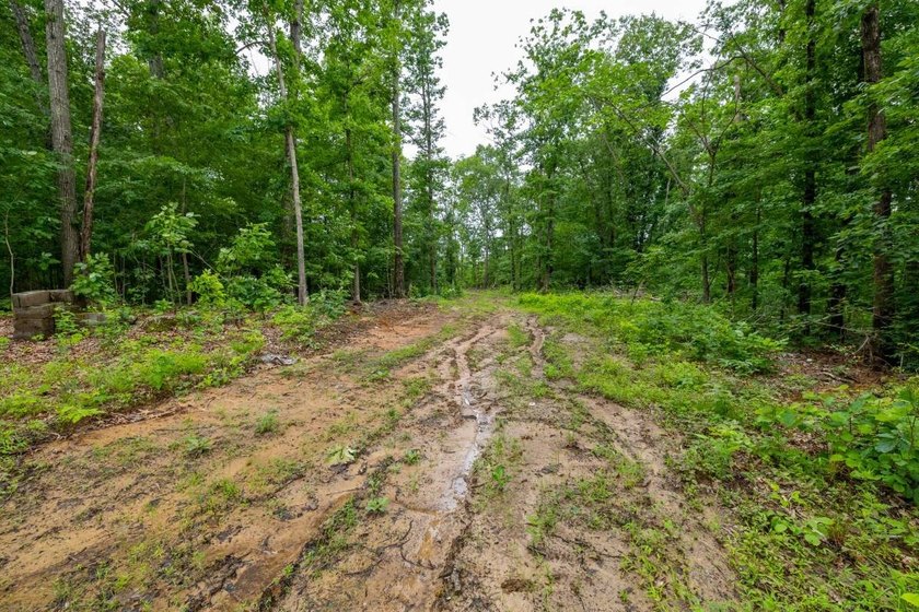 This 31.77+/- acre tract in Calloway County, Kentucky offers an - photo 19