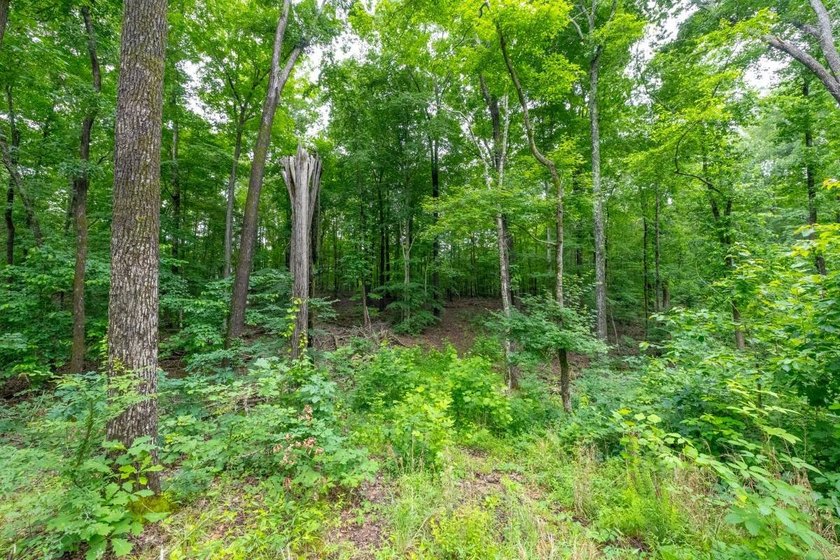 This 31.77+/- acre tract in Calloway County, Kentucky offers an - photo 20