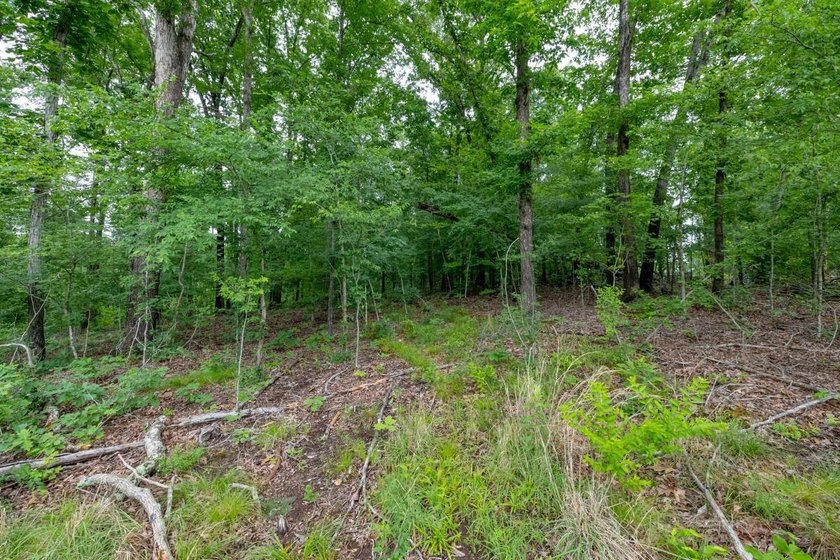 This 31.77+/- acre tract in Calloway County, Kentucky offers an - photo 21