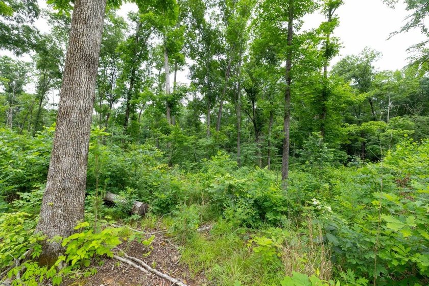 This 31.77+/- acre tract in Calloway County, Kentucky offers an - photo 22