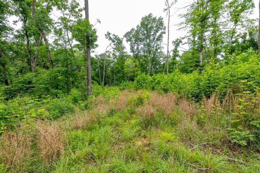 This 31.77+/- acre tract in Calloway County, Kentucky offers an - photo 23
