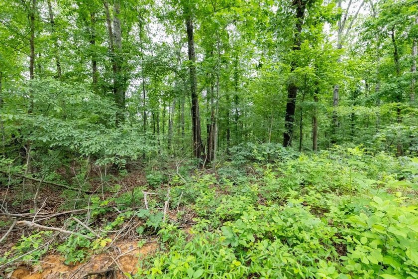 This 31.77+/- acre tract in Calloway County, Kentucky offers an - photo 24