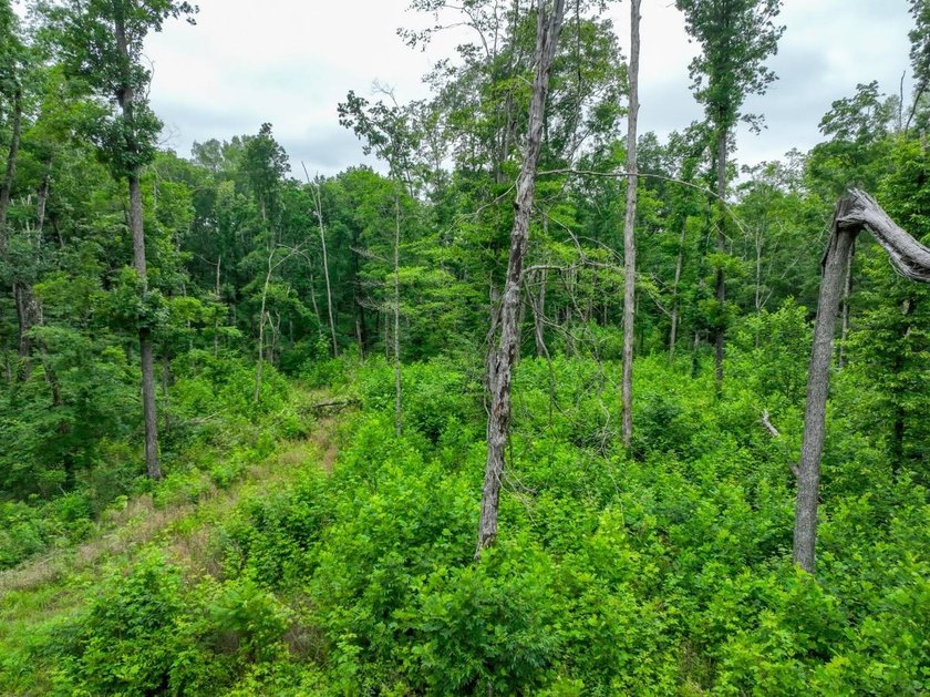 This 31.77+/- acre tract in Calloway County, Kentucky offers an - photo 26