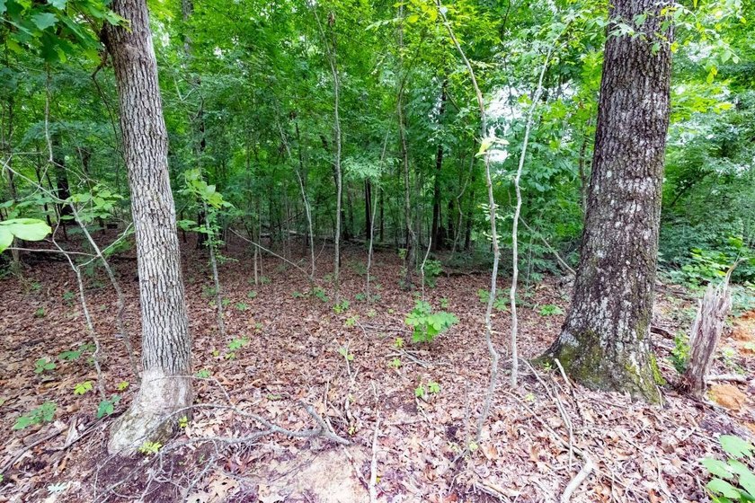 This 31.77+/- acre tract in Calloway County, Kentucky offers an - photo 27