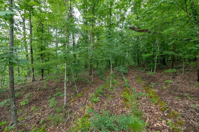 This 31.77+/- acre tract in Calloway County, Kentucky offers an - photo 28